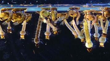 Mosquito, Larvae and Pupae in polluted water. Culex pipiens -the common house mosquito or northern house mosquito- is a species of blood-feeding mosquito of the family Culicidae video