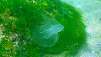 Ctenophores, comb invader to the Black Sea, jellyfish Mnemiopsis leidy. Invasion, predatory invader video