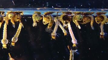 Mosquito, Larvae and Pupae in polluted water. Culex pipiens -the common house mosquito or northern house mosquito- is a species of blood-feeding mosquito of the family Culicidae video