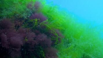 Red Ceramium and green Cladophora, Ulva algae on rocks on the seabed, Black Sea. video