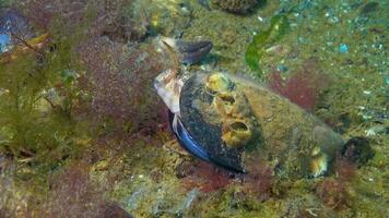 The tentacled blenny Parablennius tentacularis, male in a mussel shell on a nest with eggs, Black Sea video