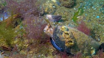 The tentacled blenny Parablennius tentacularis, male in a mussel shell on a nest with eggs, Black Sea. video