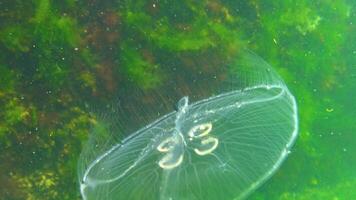 Common jellyfish, moon jellyfish Aurelia aurita swims over algae in the Black Sea. video