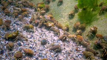 The small hermit crab Diogenes pugilator, large concentration of crayfish on the seabed, Black Sea. video