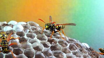 Paper wasp Polistes gallicus - Wasp nest with larvae and pupae in paper honeycomb video