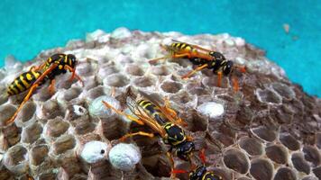 Paper wasp Polistes gallicus - Wasp nest with larvae and pupae in paper honeycomb video
