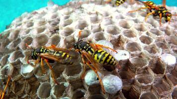 Paper wasp Polistes gallicus - Wasp nest with larvae and pupae in paper honeycomb video