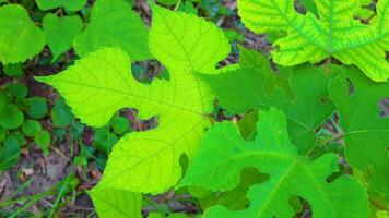Leaf rosette of symmetrical yellow-green leaves in the garden video