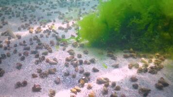 The small hermit crab Diogenes pugilator, large concentration of crayfish on the seabed, Black Sea. video
