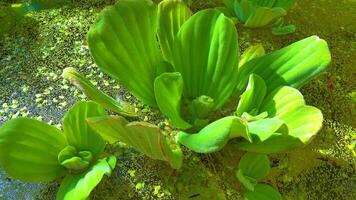 Pistia stratiotes swims among aquatic plants rootless duckweed Wolffia arrhiza and duckweed Lemna turionifera, pond video