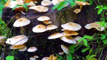 Mushrooms on stumps in the Floating forest on the Danube river, trees stand in the water, Ukraine video