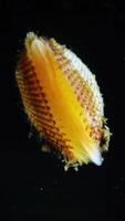 Anadara inaequivalvis - Bivalve mollusk, an invader in the Black Sea, an invasive species video