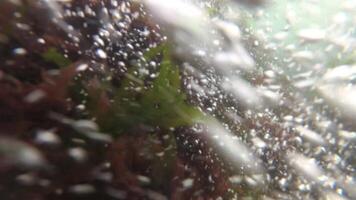 Flora of the Black Sea. Green and red algae in the surf zone on the rocks video