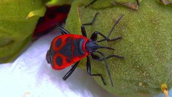 das Feuerwanze Pyrrhocoris Apterus, Insekten saugen Säfte von Malve Obst video