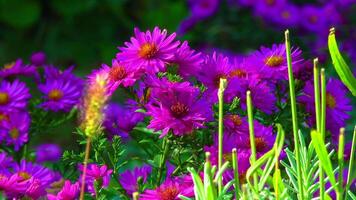 Aster flowers on which insects collect nectar and pollen in autumn in the garden video