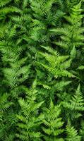 Lush dark green ferns tightly packed, showing rich textures and deep shadows, minimal light, full-frame composition photo