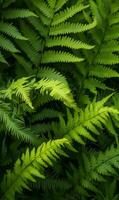 Close-up of thick fern leaves layered together, creating a deep green textured pattern, low natural lighting, high contrast photo