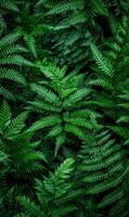 Lush dark green ferns tightly packed, showing rich textures and deep shadows, minimal light, full-frame composition photo