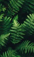 Close-up of thick fern leaves layered together, creating a deep green textured pattern, low natural lighting, high contrast photo