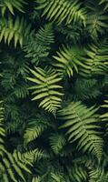 Lush dark green ferns tightly packed, showing rich textures and deep shadows, minimal light, full-frame composition photo