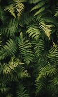 Lush dark green ferns tightly packed, showing rich textures and deep shadows, minimal light, full-frame composition photo
