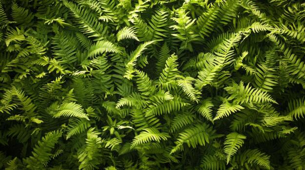 Dense carpet of ferns filling the frame, deep shadows and subtle light creating a moody and natural texture photo