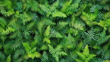 Pattern of overlapping fern fronds, tightly packed with rich, dark green hues, soft ambient light, natural forest vibe photo