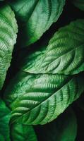 Close-up of thick fern leaves layered together, creating a deep green textured pattern, low natural lighting, high contrast photo