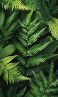 Close-up of thick fern leaves layered together, creating a deep green textured pattern, low natural lighting, high contrast photo