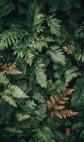 Pattern of overlapping fern fronds, tightly packed with rich, dark green hues, soft ambient light, natural forest vibe photo