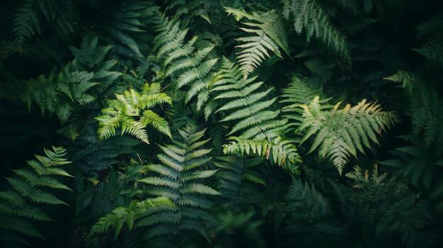 Dark green ferns filling the entire frame, layered textures with soft light creating a shadowy, atmospheric forest floor photo