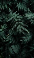Dark, moody close-up of green ferns with intricate textures, minimal light, shadows playing across the leaves photo