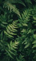 Dense arrangement of dark green ferns with intricate leaf patterns covering the entire frame, minimal light, rich shadows, natural forest setting photo