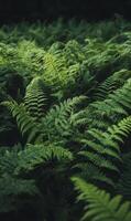 Dense arrangement of dark green ferns with intricate leaf patterns covering the entire frame, minimal light, rich shadows, natural forest setting photo