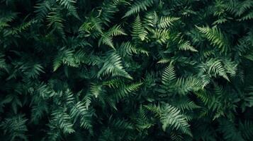 Dense arrangement of dark green ferns with intricate leaf patterns covering the entire frame, minimal light, rich shadows, natural forest setting photo