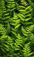 Pattern of overlapping fern fronds, tightly packed with rich, dark green hues, soft ambient light, natural forest vibe photo