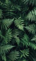 Pattern of overlapping fern fronds, tightly packed with rich, dark green hues, soft ambient light, natural forest vibe photo