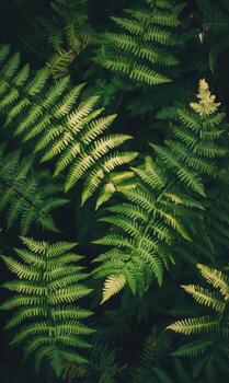 Tightly packed ferns with deep green tones, minimal light creating rich contrast and texture in a natural forest scene photo