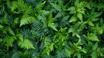Pattern of overlapping fern fronds, tightly packed with rich, dark green hues, soft ambient light, natural forest vibe photo