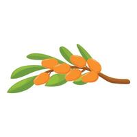 Branch of sea buckthorn with ripe orange berries growing on it vector