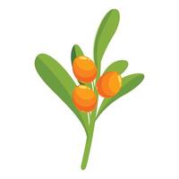 Branch of sea buckthorn growing with three berries vector