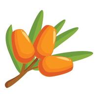 Branch of sea buckthorn showing ripe orange berries vector