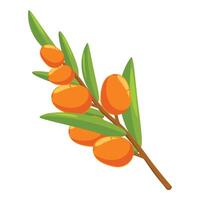 Branch of sea buckthorn showing ripe orange berries vector