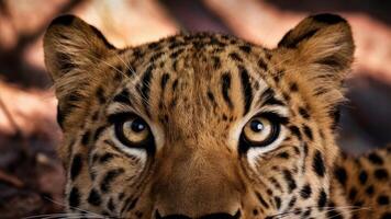 A stunning close-up photo of a leopard, capturing its wild and charming essence