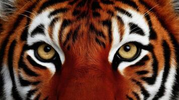 A close-up photo of a stunning red tiger's eye, showing its extraordinary size and striking golden color