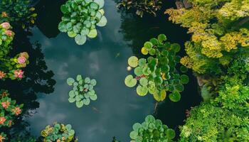 Aerial View of a Lush Pond with Lily Pads and Goldfish photo