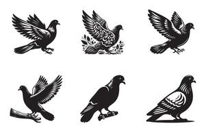 Types of Pigeons A Comprehensive vector