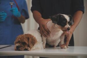 At a modern veterinary clinic, puppy sits on an examination table. Meanwhile, a female veterinarian assesses the health photo