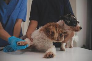 At a modern veterinary clinic, puppy sits on an examination table. Meanwhile, a female veterinarian assesses the health photo
