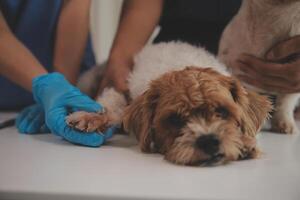 At a modern veterinary clinic, puppy sits on an examination table. Meanwhile, a female veterinarian assesses the health photo